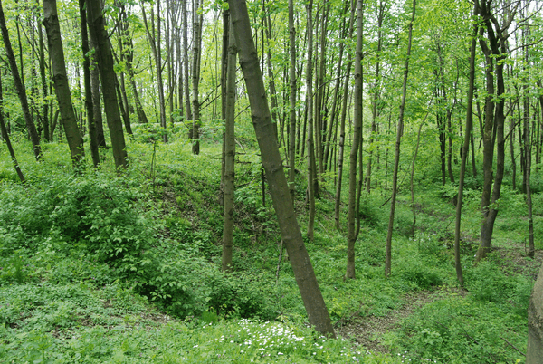 Fort XVIII Lipowica